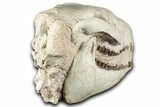 Fossil Oreodont (Merycoidodon) Skull - South Dakota #355529-7